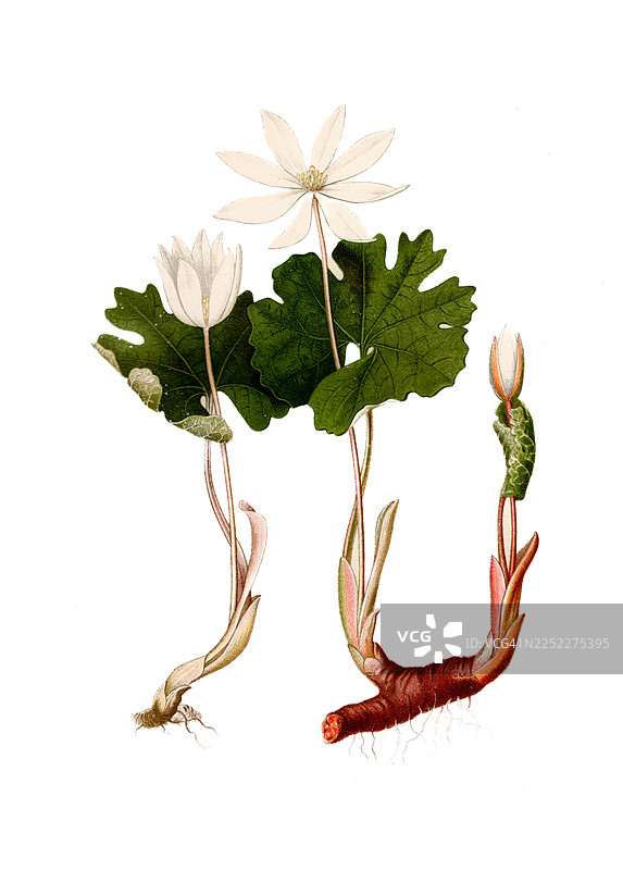 血根花古董插画图片素材