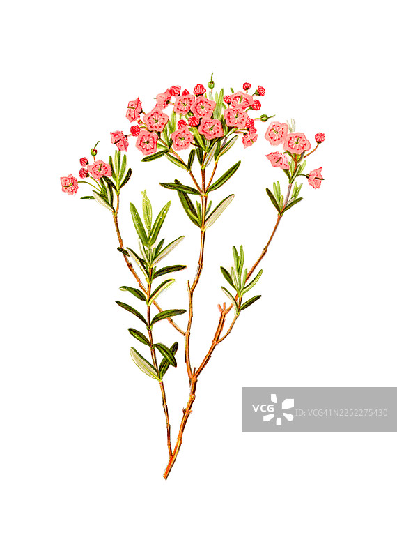 淡月桂古董插画图片素材