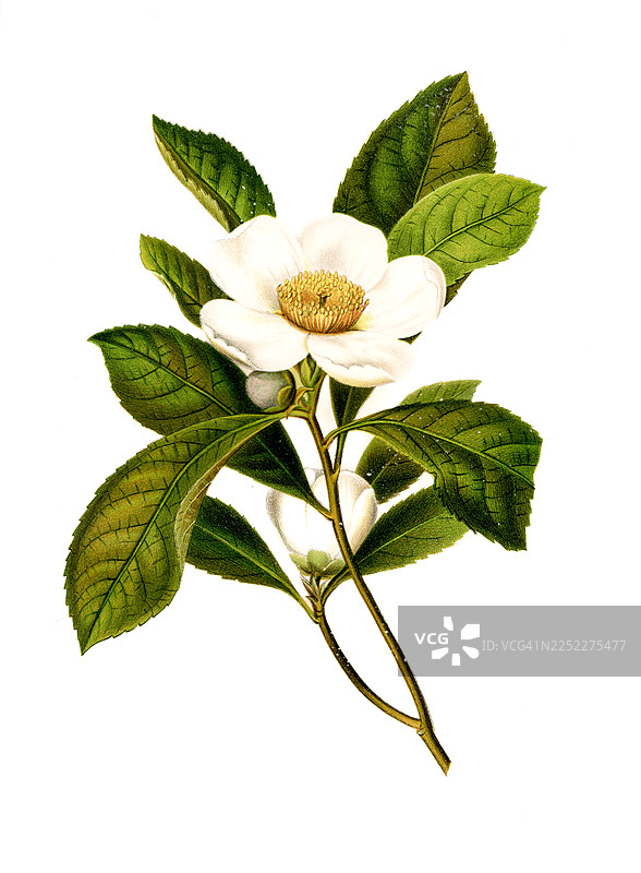 甜味木兰古董插画图片素材