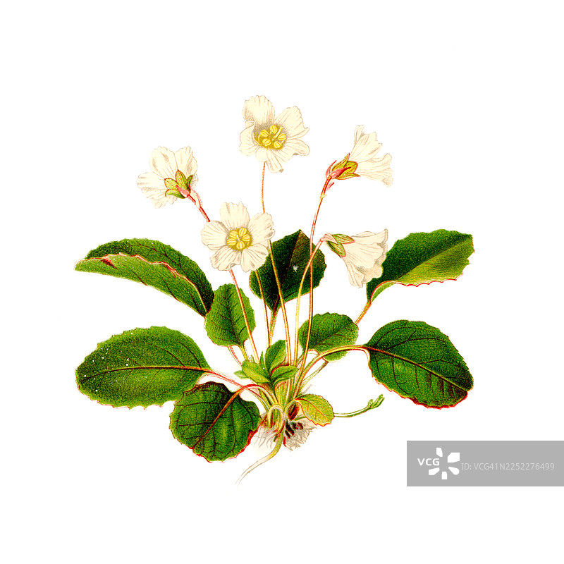 奥科尼铃兰古董插画图片素材