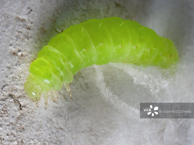 卷心菜斜纹夜蛾幼虫在蛹中图片素材