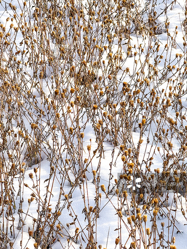 冬日金色草地在阳光下露出雪地，希尔斯代尔图片素材