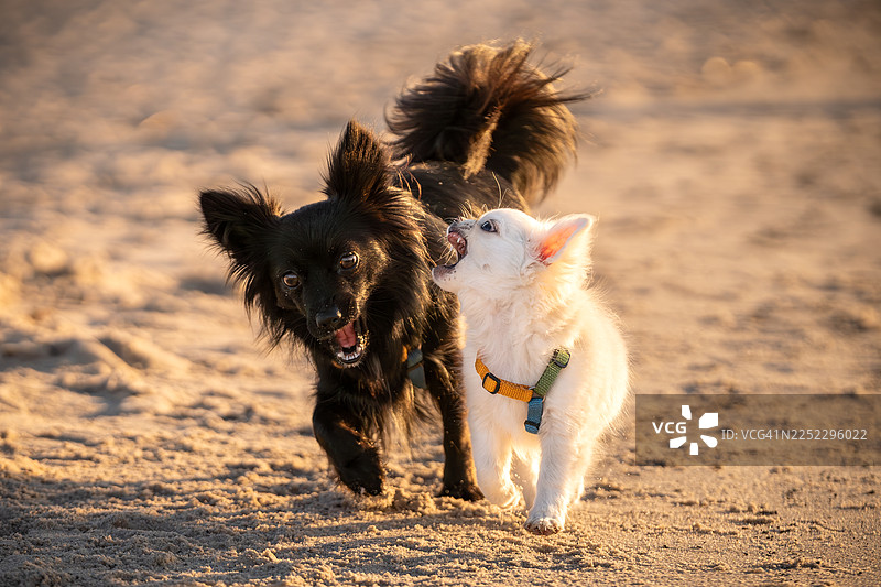 成年犬在海滩上与幼犬玩耍图片素材