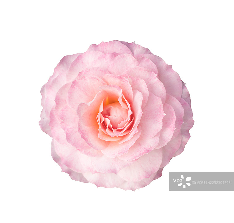 芬芳的粉色杂交茶香月季，“祝贺”品种，白色背景，方形构图，已保存剪切路径。图片素材