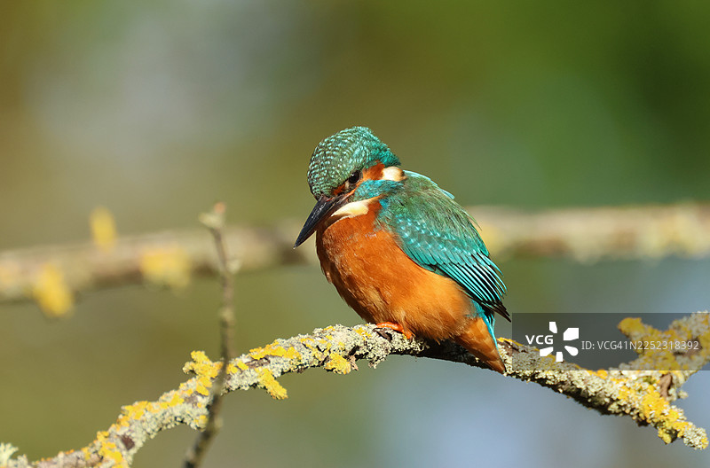 一只美丽的翠鸟（Alcedo atthis）栖息在河面上的一根树枝上，它刚刚潜入水中捕食。图片素材