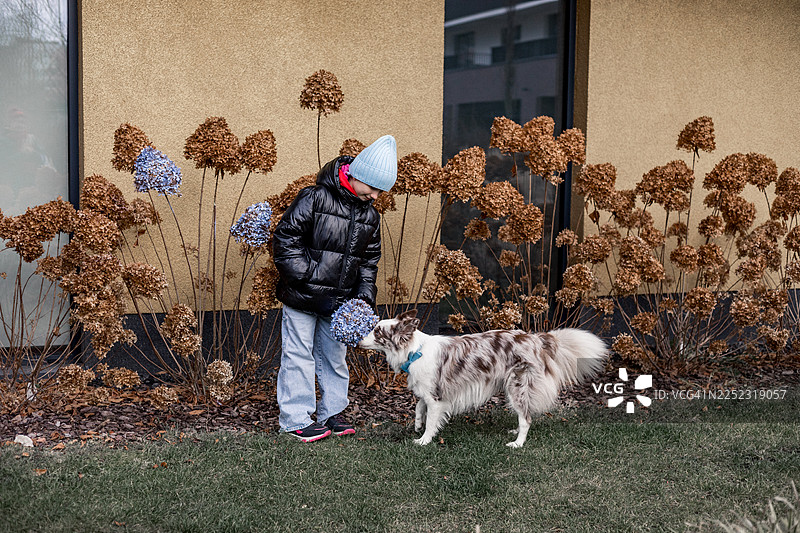 穿着冬装的孩子在院子里友好地抚摸着狗，旁边是干枯的绣球花丛。图片素材