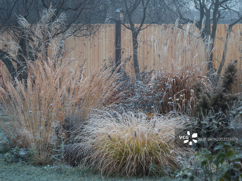冬季花园花境中覆盖着霜的观赏草和多年生植物。各种草本植物、干燥的种子头和常绿植物在寒冷的早晨与木栅栏形成层次分明的质感。图片素材