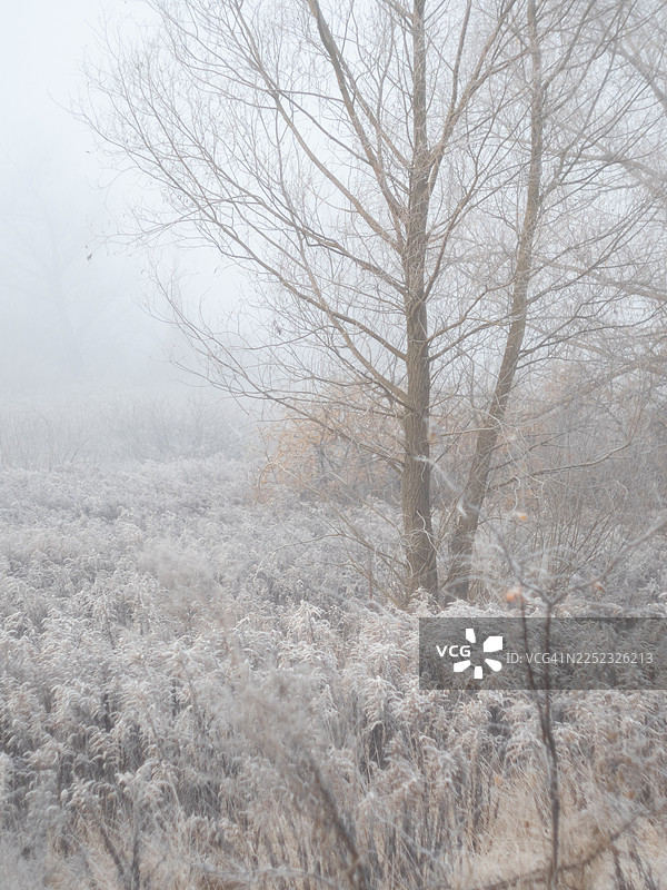 覆盖着霜的冬季草地，高草和灌木上覆盖着冰晶，一棵光秃秃的树从浓雾中显现，柔和的漫射光营造出一种柔和、富有氛围感的景观。图片素材