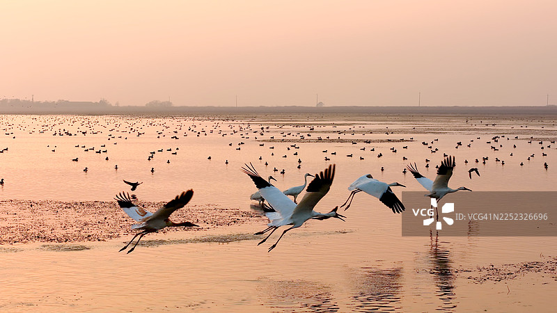 鹤在湖中觅食图片素材