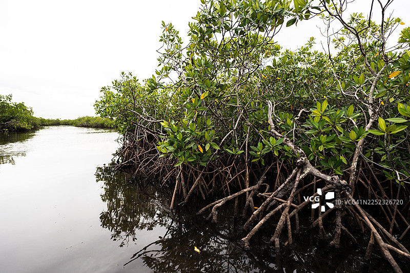 塞内加尔河红树林生态系统及其支撑根图片素材