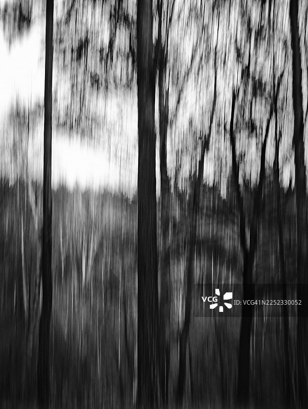 黑白抽象森林景象，高大的树干通过故意相机移动拍摄。垂直模糊柔化了树枝和树冠，形成了与较暗林地背景形成对比的条纹图案。图片素材