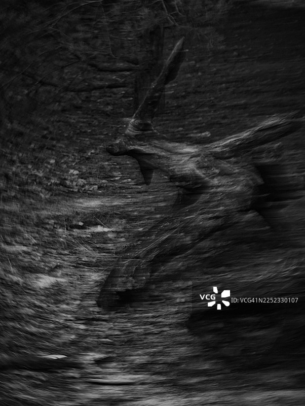 黑白抽象森林景象，一棵倒下的树干，采用故意相机移动拍摄。圆形模糊在地面和树枝上形成扫过的线条，将纹理融入动态的、旋转的构图中。图片素材