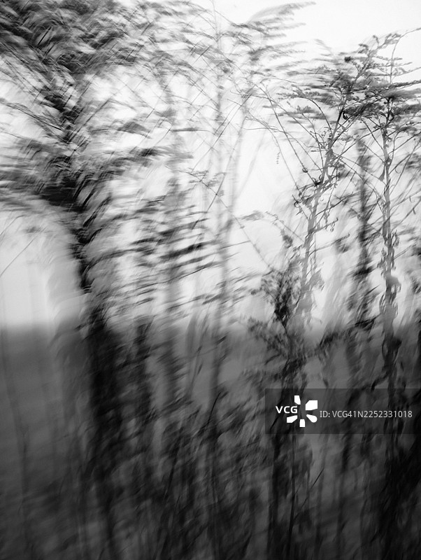 高大的模糊野草，背景是明亮的阴天，采用垂直方向的意图性相机移动拍摄图片素材