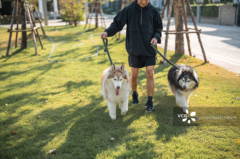 一位年长的男士牵着他的两条狗在公园里散步图片素材