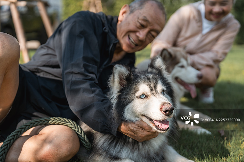年迈的父母在公园的草地上放松，开心地笑着和他们快乐的狗狗玩耍图片素材