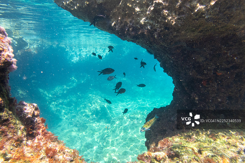 热带鱼在水下洞穴中游动图片素材