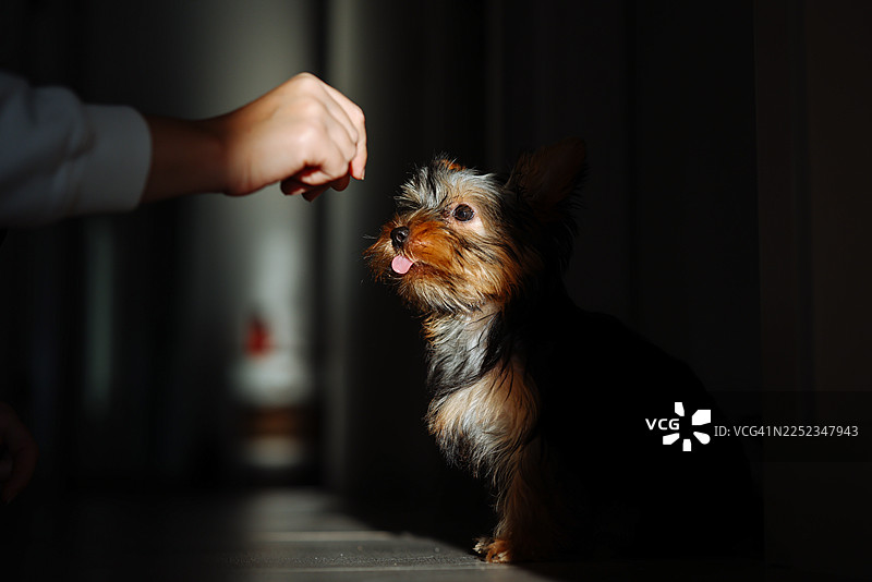 主人在室内喂养她可爱的狗狗吃狗粮，特写图片素材