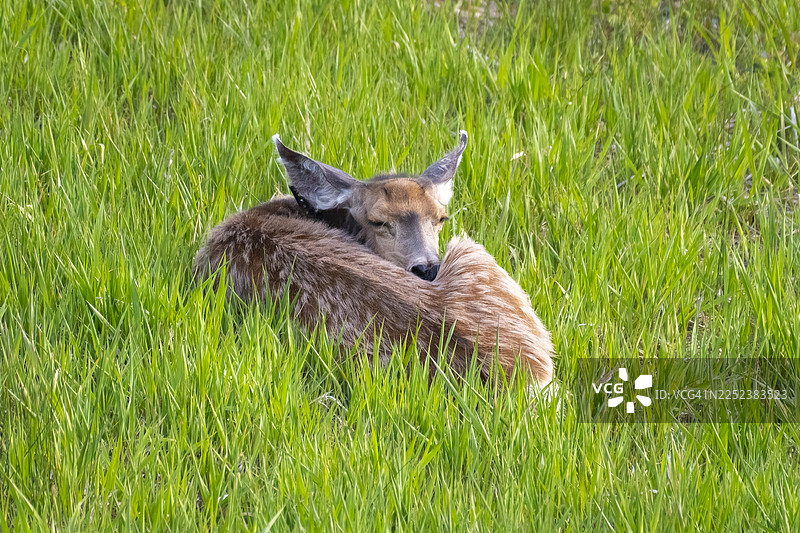 休息的骡鹿图片素材