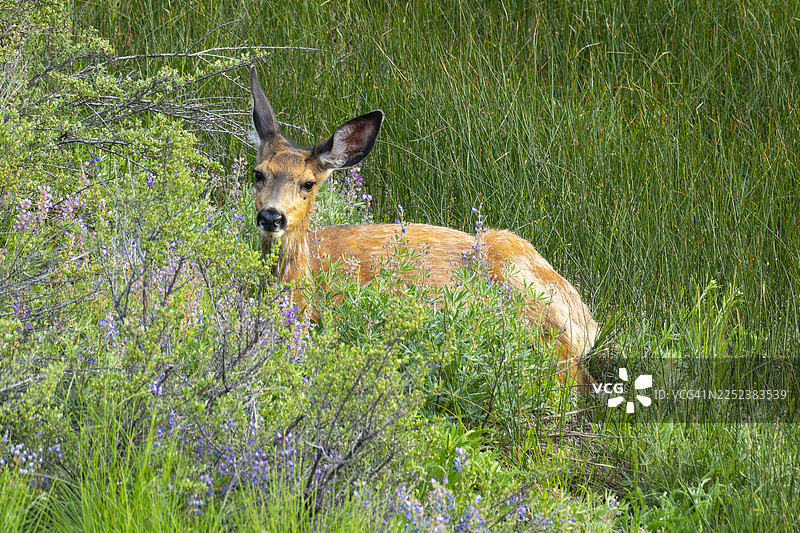 雄鹿趴在灌木丛后休息图片素材