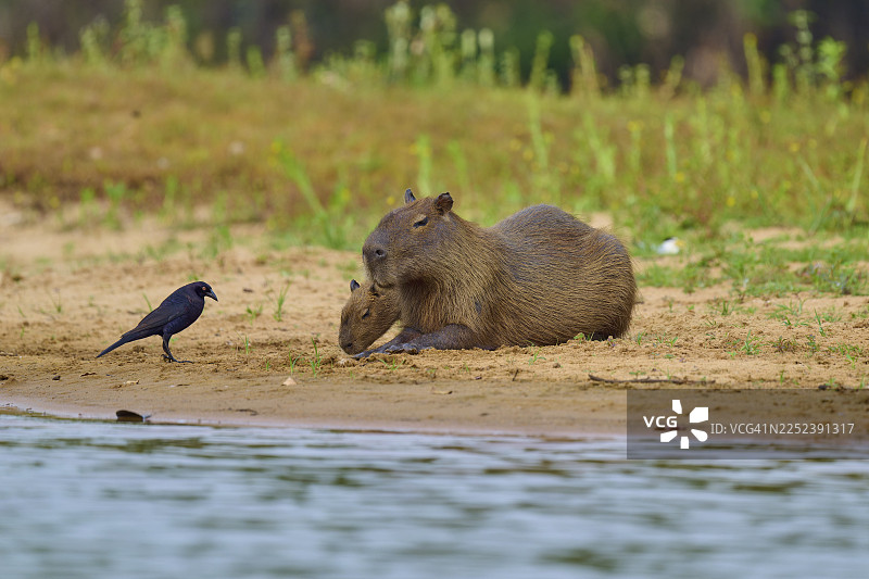 两只水豚躺在河岸边，旁边还有一只巨牛鹂，周围环绕着绿色植被。水豚（Hydrochoerus hydrochaeris），巨牛鹂（Molothrus oryzivorus），内格罗河，潘塔纳尔，马托格罗索州，巴西，联合国教科文组织生物圈保护区图片素材