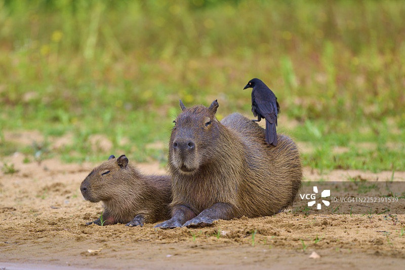 两只水豚在河岸边，其中一只背上站着一只鸟，环境宁静。水豚，水豚（Hydrochoerus hydrochaeris），巨型牛鹂（Molothrus oryzivorus），内格罗河，潘塔纳尔，联合国教科文组织生物圈保护区，马托格罗索，巴西图片素材