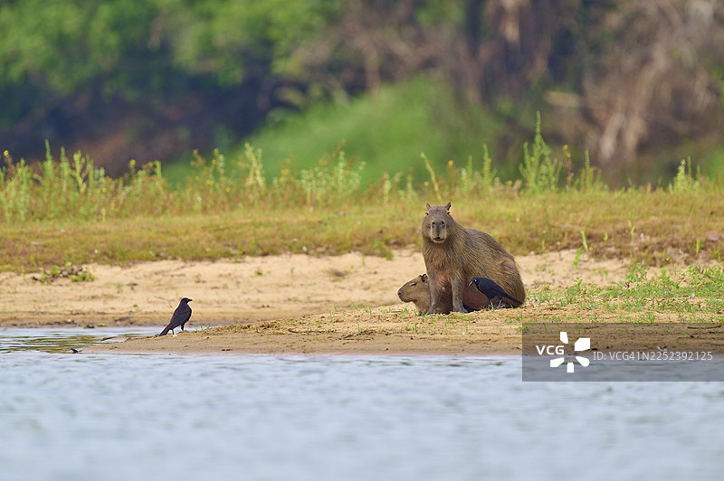 一只鸟在野生水豚背上起跳，水豚，水豚（Hydrochoerus hydrochaeris），巨牛鹂（Molothrus oryzivorus），内格罗河，潘塔纳尔，联合国教科文组织生物圈保护区，马托格罗索，巴西图片素材