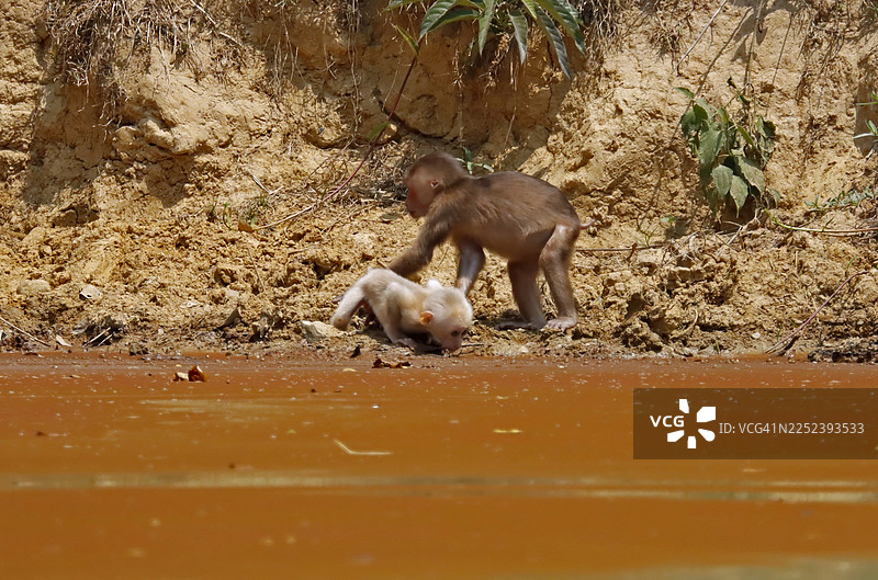 旱季中，幼年猪尾猕猴在其自然栖息地浑浊的池塘里饮水。图片素材