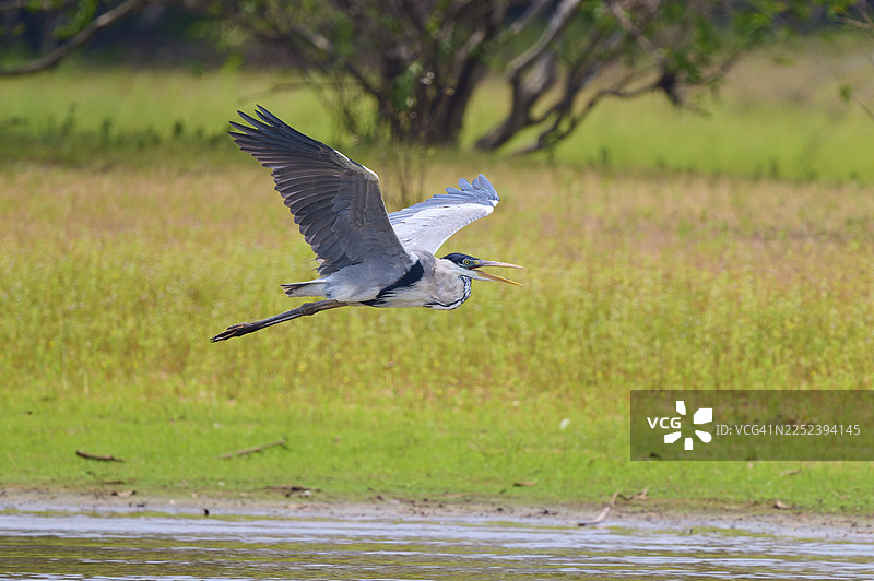 一只白鹭优雅地飞过被绿色景观环绕的湖泊，背景是树木，白鹭（Ardea cocoi），黑河，潘塔纳尔，联合国教科文组织生物圈保护区，马托格罗索，巴西图片素材