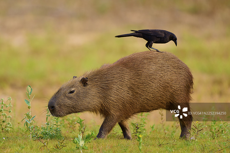 一只鸟骑在一只在草地上行走的capybara上,水豚,水豚(Hydrochoerus hydrochaeris),巨型牛鹂(Molothrus oryzivorus),内格罗河,潘塔纳尔,联合国教科文组织生物圈保护区,马托格罗索,巴西图片素材
