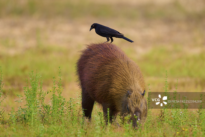 一只黑鸟站在草地上的一只吃草的水豚身上，水豚，水豚（Hydrochoerus hydrochaeris），巨型牛鹂（Molothrus oryzivorus），黑河，潘塔纳尔，联合国教科文组织生物圈保护区，马托格罗索，巴西图片素材