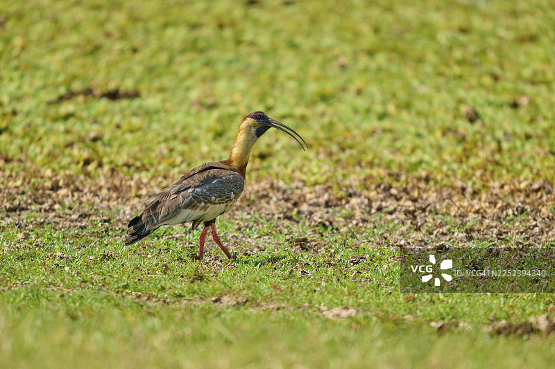 一只白颈䴙䴙（Theristicus caudatus）在巴西马托格罗索州潘塔纳尔联合国教科文组织生物圈保护区 Fazenda Barranco Alto 的绿色草地上奔跑，周围环绕着自然风光。图片素材