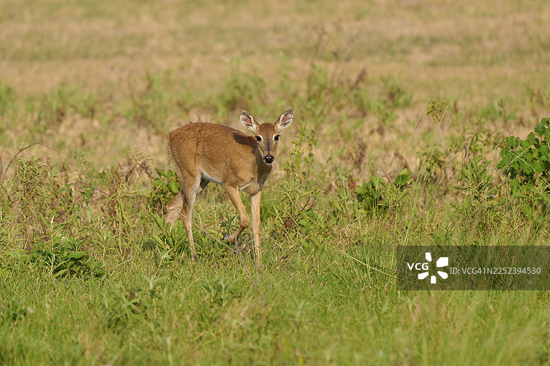 一只鹿在草地上好奇地站着，红马鹿（Mazama americana），潘塔纳尔，联合国教科文组织生物圈保护区，马托格罗索，巴西图片素材