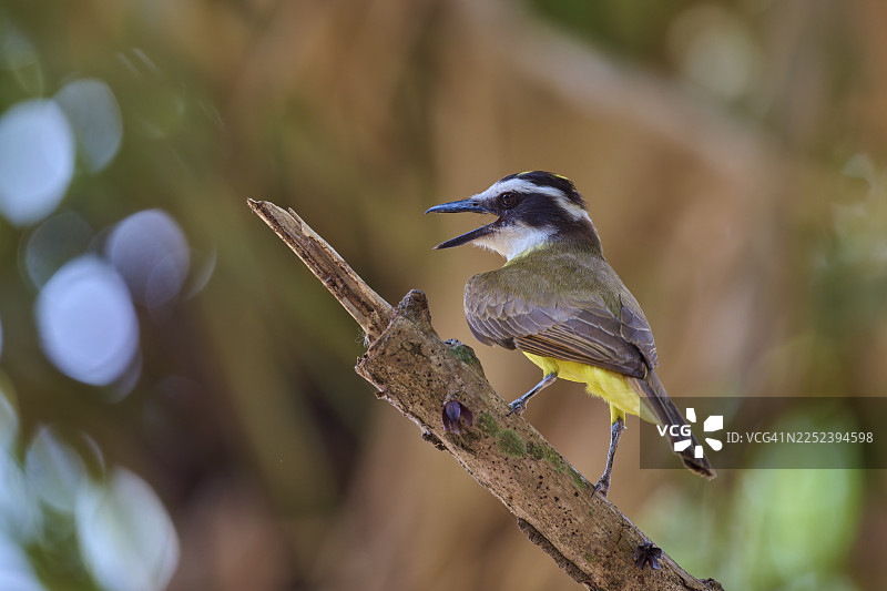 一只硫磺黄霸鹟（Pitangus sulphuratus）在巴西马托格罗索州潘塔纳尔联合国教科文组织生物圈保护区内，于一个带有散景背景的树枝上歌唱图片素材