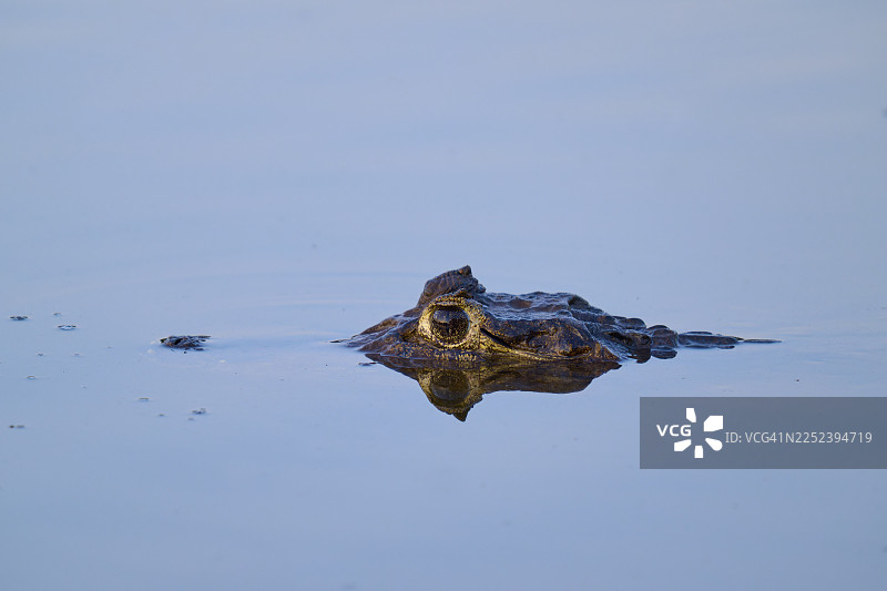 凯门鳄的头部从蓝色水中探出，目光专注，雅卡雷凯门鳄（Caiman yacare，Caiman crocodilus yacara），黑河，巴兰科阿尔托农场，潘塔纳尔，联合国教科文组织生物圈保护区，马托格罗索，巴西图片素材