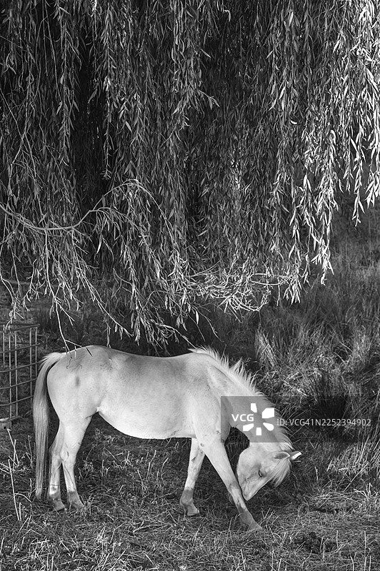 马,在柳树(柳属)下,黑白,德国梅克伦堡-前波美拉尼亚州奥滕斯多夫图片素材