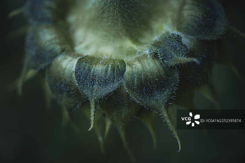 向日葵（Helianthus annuus）的毛状苞片和含苞待放的花蕾的精细艺术微距拍摄，纹理细腻，景深浅，背景深，光线柔和，德国北莱茵-威斯特法伦州多特蒙德图片素材