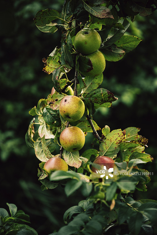 苹果 (Malus domestica)，树枝上带有叶子的几颗绿红色苹果，在柔和的光线下，背景为深色，地点为德国下萨克森州希利希图片素材