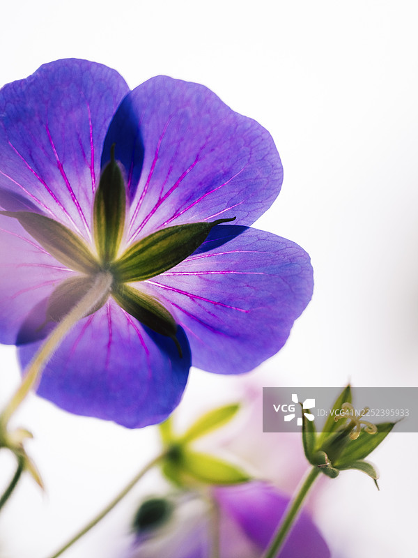 鹤嘴兰(老鹳草属),一朵紫色花从后面拍摄的富有氛围的特写,在柔和的逆光下,背景明亮模糊,德国北莱茵-威斯特法伦州多特蒙德图片素材