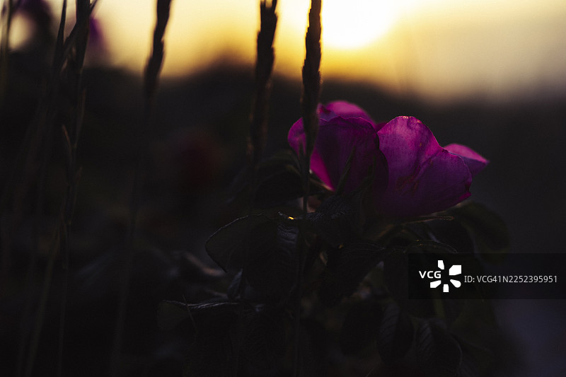 玫瑰（蔷薇），紫红色的花朵，在柔和温暖的逆光下，背景是模糊的沙丘，地点：德国下萨克森州希利格图片素材