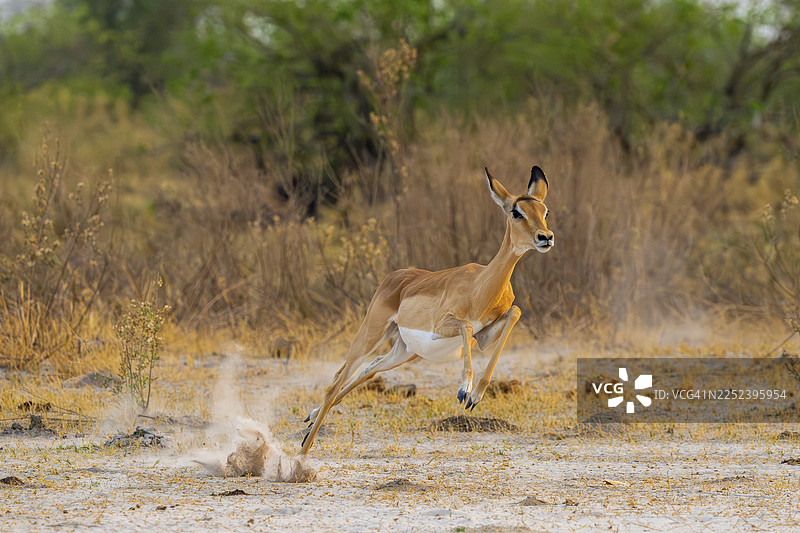 雌性黑斑羚(Aepyceros melampus)在博茨瓦纳莫雷米保护区卡卡纳克萨奥卡万戈三角洲跳跃、奔跑、逃亡图片素材