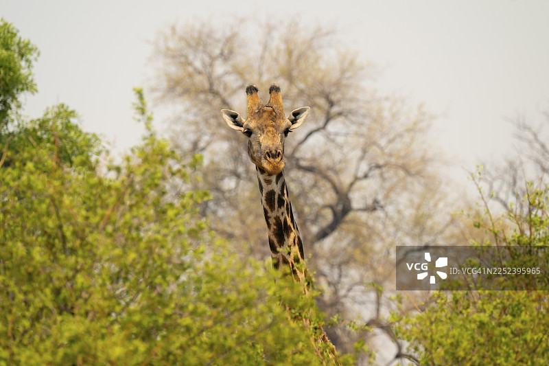 安哥拉长颈鹿（长颈鹿属），奥卡万戈三角洲，莫雷米野生动物保护区，博茨瓦纳图片素材