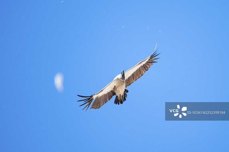 白背兀鹫（Gyps africanus），猛禽，在埃托沙国家公园飞翔，纳米比亚图片素材