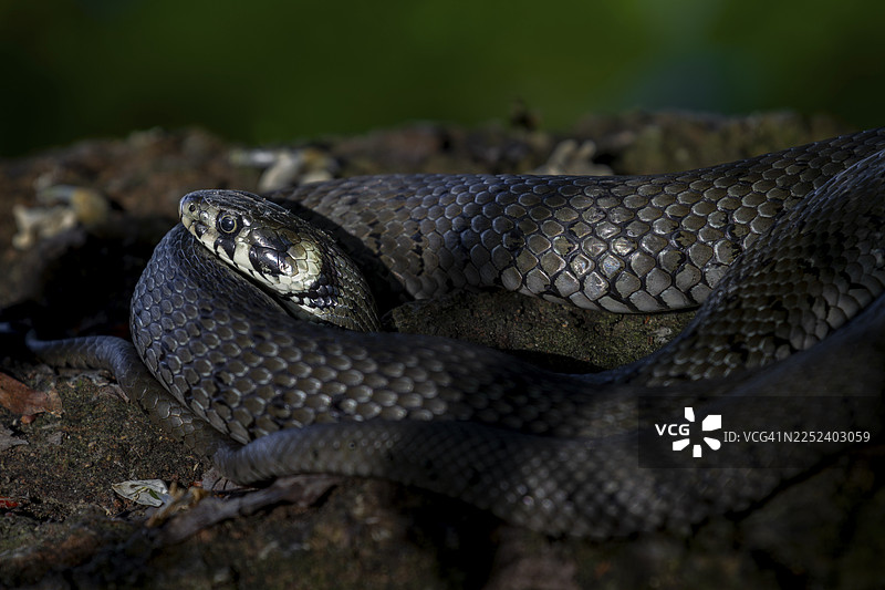 草蛇（Natrix natrix）明显感到安全，从它蜷缩在那里放松的姿态可以看出，这是一种不具威胁性或防御性的姿势，德国图片素材