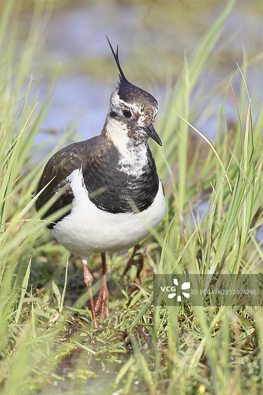 凤头麦鸡（Vanellus vanellus），羽毛华丽，在沼泽草甸中觅食，野生动物，伦布鲁赫，奥克森沼泽，杜默自然公园，下萨克森州，德国图片素材
