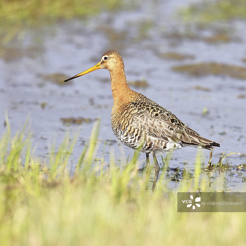 黑尾塍鹬（Limosa limosa）在沼泽的浅水中行走，鹬鸟，野生动物，自然摄影，奥克森摩尔，杜默湖，许德，下萨克森，德国图片素材