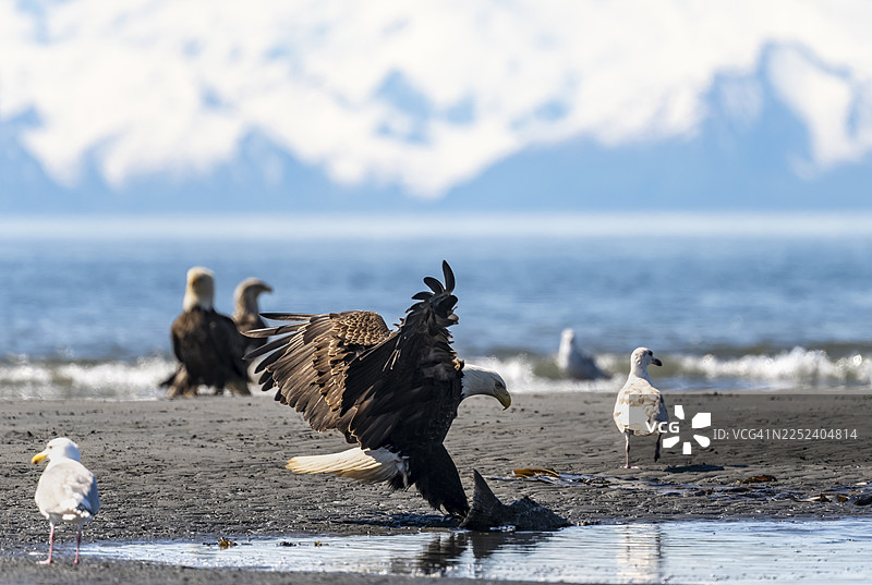 白头海雕（Haliaeetus leucocephalus）在海滩上带着猎物降落，位于美国阿拉斯加州库克湾的锚点，锚河州立休闲区图片素材