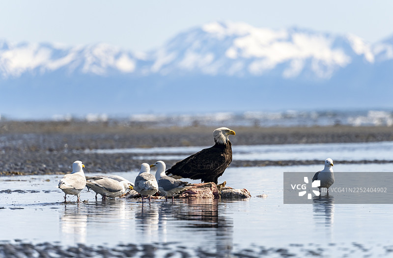 一只秃鹰（Haliaeetus leucocephalus）栖息在海滩上，旁边是它的猎物，位于美国阿拉斯加库克湾的锚点，锚河州立娱乐区。图片素材