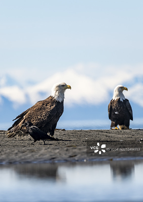 两只白头海雕（Haliaeetus leucocephalus）栖息在海滩上，位于美国阿拉斯加州库克湾的锚点，锚河州立休闲区。图片素材
