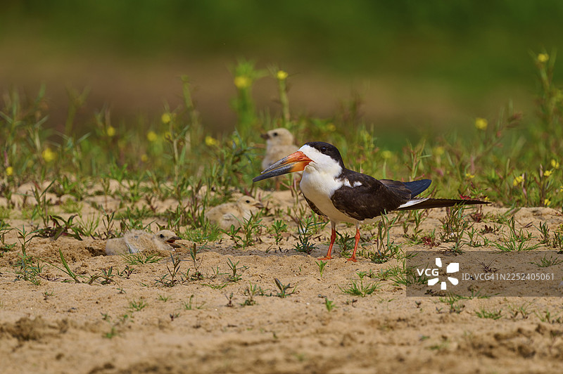一只喙呈橙色的鸟站在沙地上，背景中有一只雏鸟，黑领剪嘴鸥（Rynchops niger），内格罗河，泛滥湿地，联合国教科文组织生物圈保护区，马托格罗索州，巴西图片素材