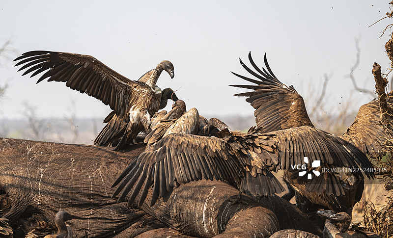 白背兀鹫（Gyps africanus）争夺腐肉，兀鹫正在食用博茨瓦纳乔贝国家公园伊哈哈一头大象的尸体图片素材